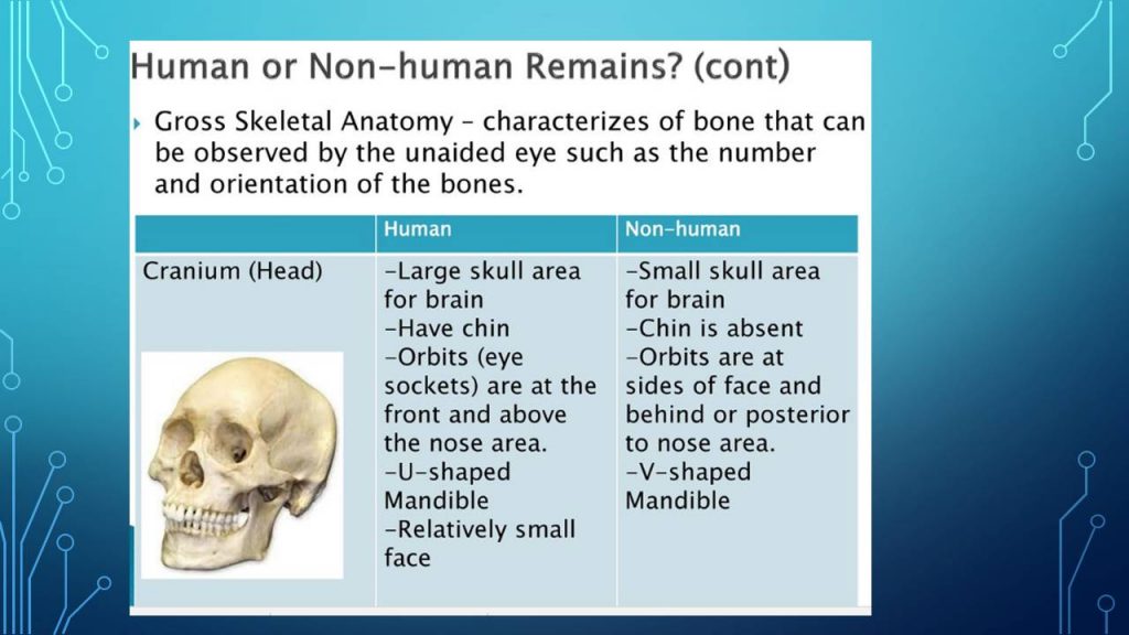 Human or Animal Bone PPT - Forensics Digest