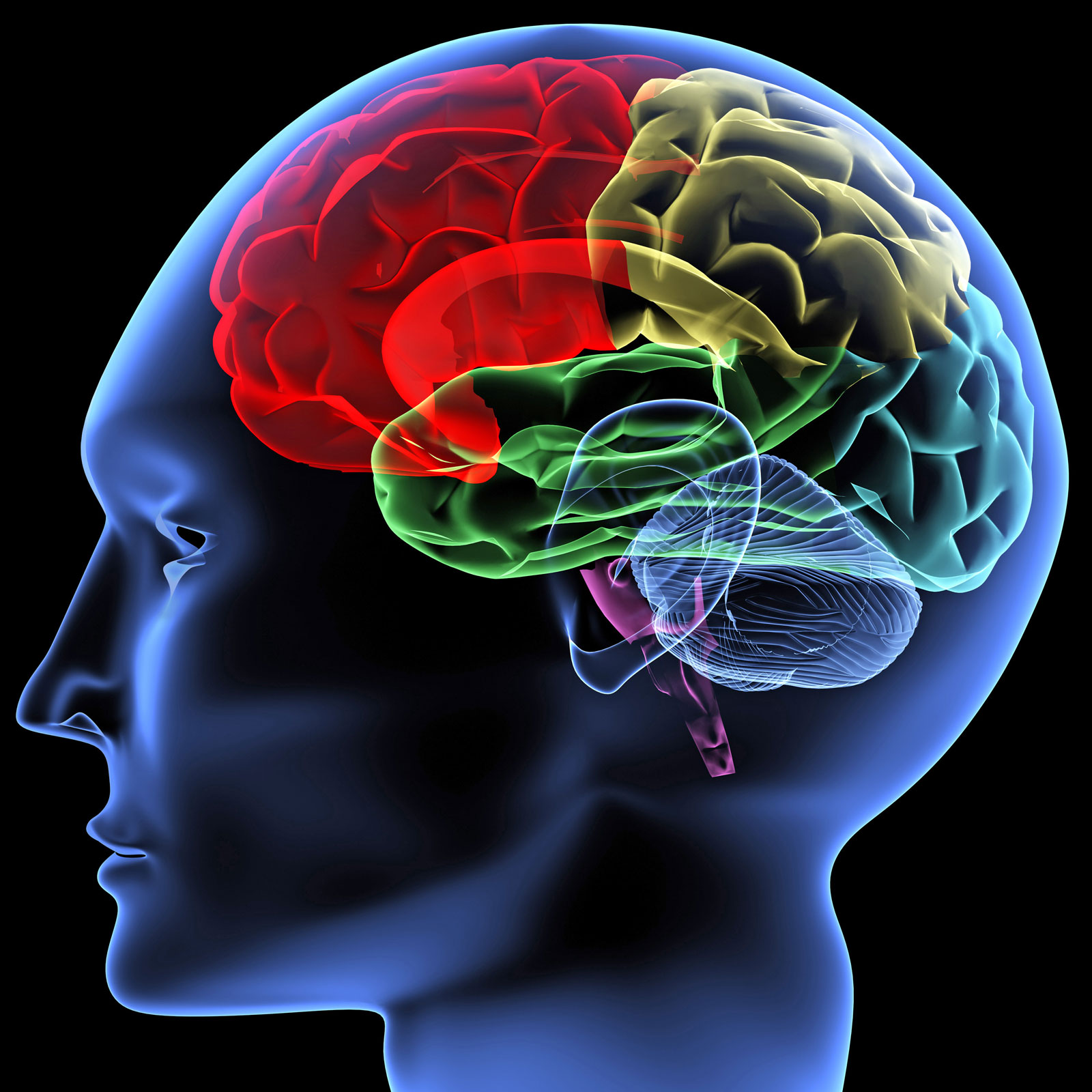 brain