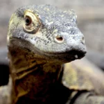 Monitor lizard